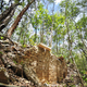 Image for article titled Enormous, ancient Maya city found in Yucatán jungle